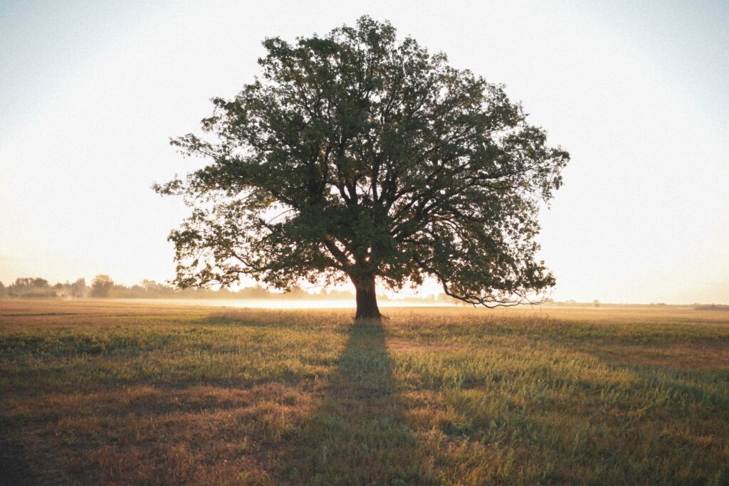 embrace the truth, you're like this tree, strong and capable of dealing with life's challenges